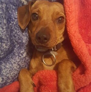 Meet your Posher, Randy